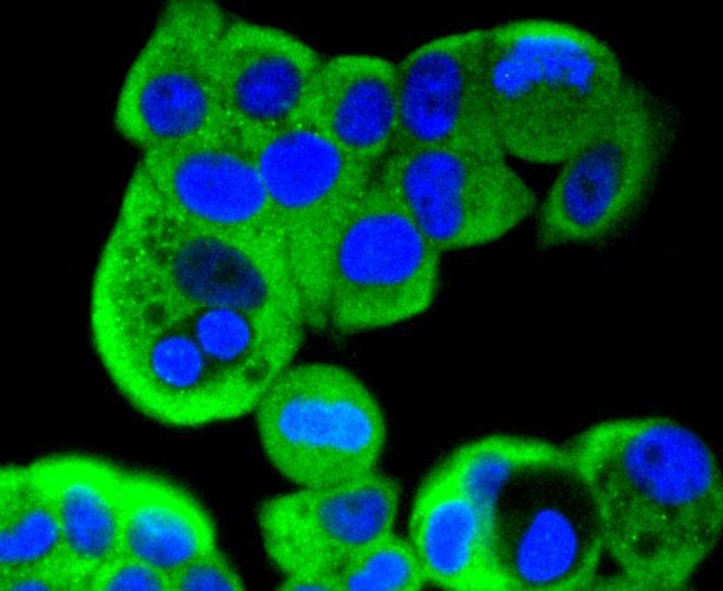 MEK2 Antibody in Immunocytochemistry (ICC/IF)