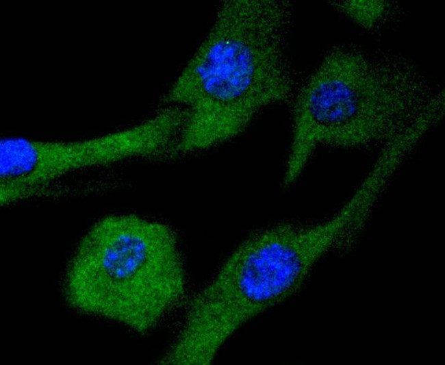 MEK2 Antibody in Immunocytochemistry (ICC/IF)