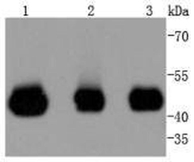 MEK2 Antibody in Western Blot (WB)