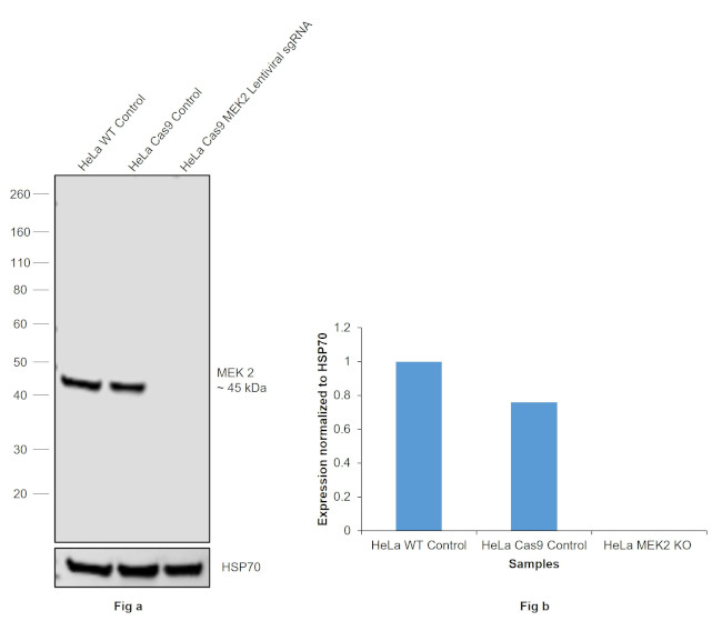 MEK2 Antibody in Western Blot (WB)