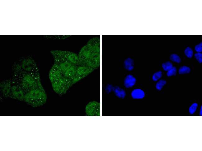 14-3-3 epsilon Antibody in Immunocytochemistry (ICC/IF)