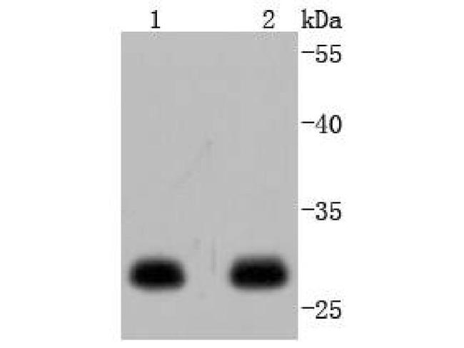 14-3-3 epsilon Antibody in Western Blot (WB)