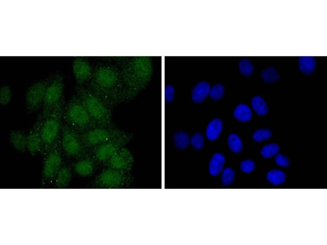 PAX5 Antibody in Immunocytochemistry (ICC/IF)