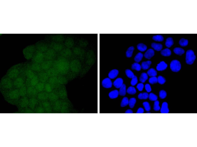 EZH2 Antibody in Immunocytochemistry (ICC/IF)