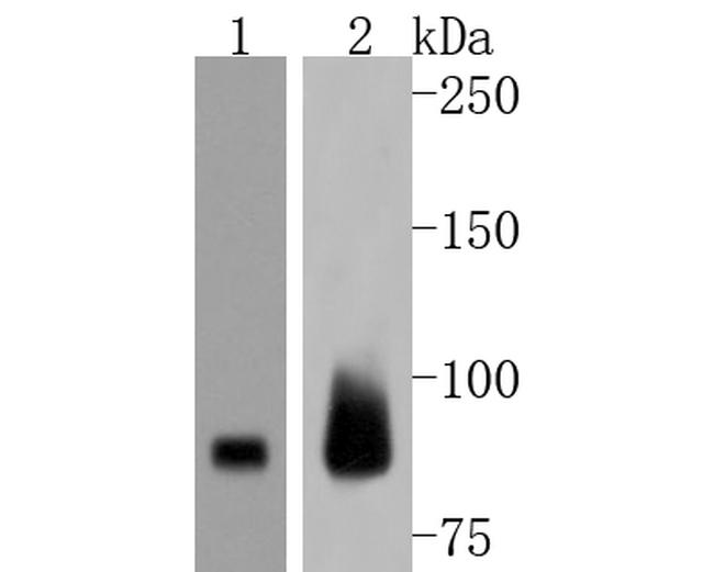 EZH2 Antibody in Western Blot (WB)