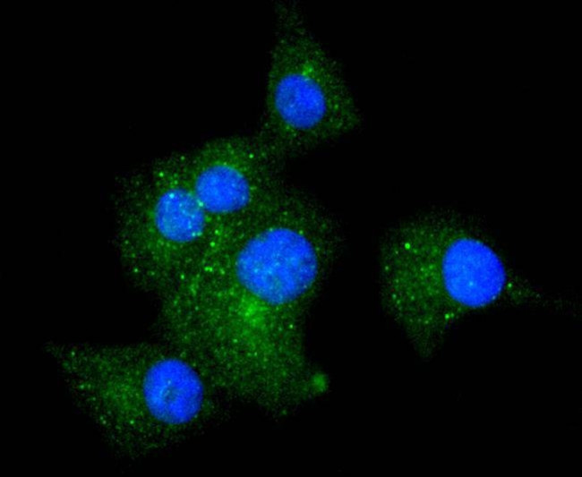 ITGA5 Antibody in Immunocytochemistry (ICC/IF)