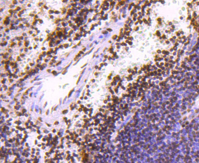 Histone H3 Antibody in Immunohistochemistry (Paraffin) (IHC (P))