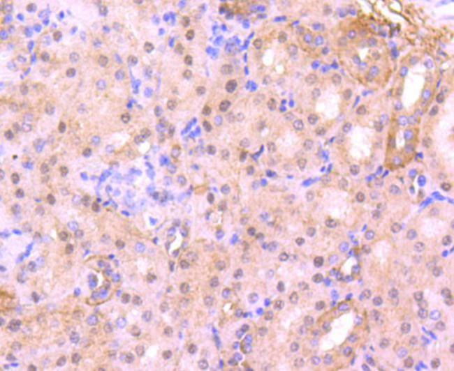 Cdc5L Antibody in Immunohistochemistry (Paraffin) (IHC (P))