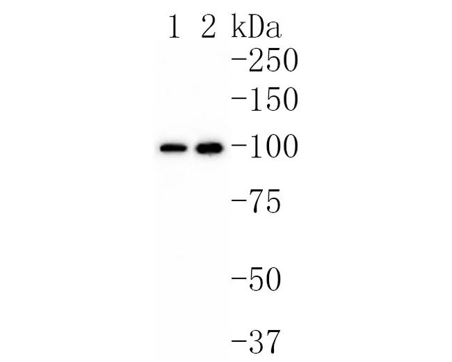 Cdc5L Antibody in Western Blot (WB)