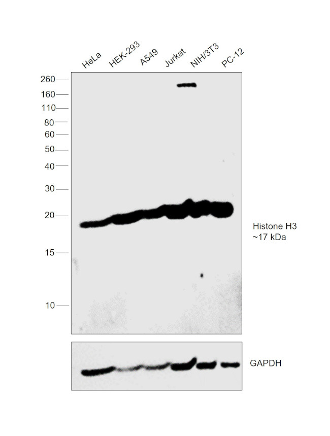 Histone H3 Antibody in Western Blot (WB)