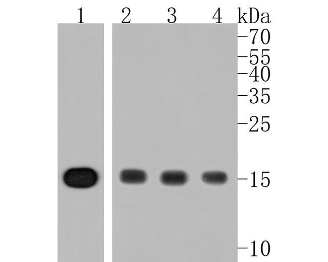 Histone H3 Antibody in Western Blot (WB)