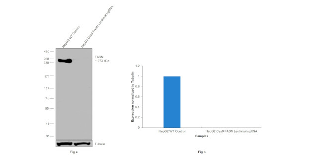 FASN Antibody in Western Blot (WB)