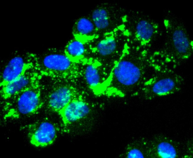 Laminin alpha-3 Antibody in Immunocytochemistry (ICC/IF)