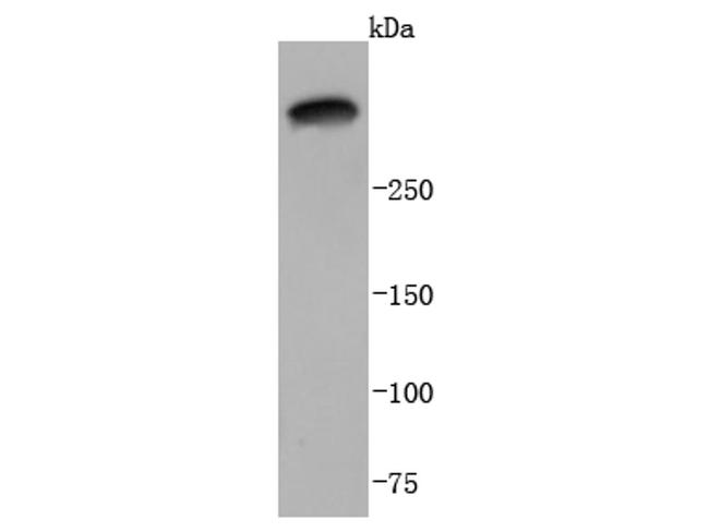 Laminin alpha-3 Antibody in Western Blot (WB)