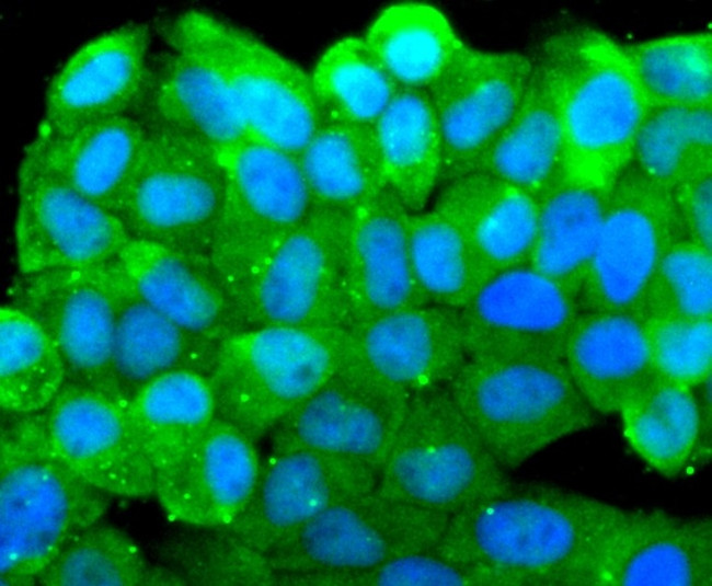 SRC Antibody in Immunocytochemistry (ICC/IF)