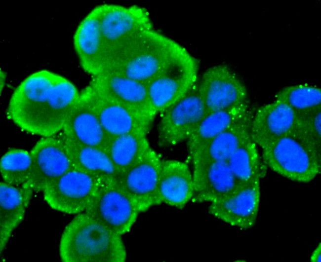 SRC Antibody in Immunocytochemistry (ICC/IF)