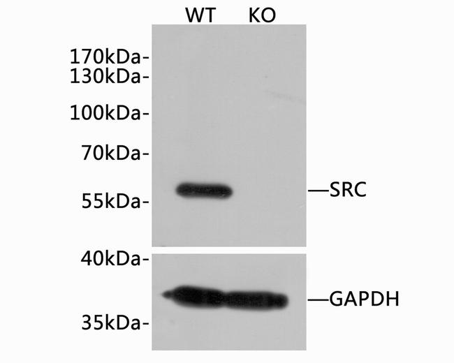 SRC Antibody in Western Blot (WB)