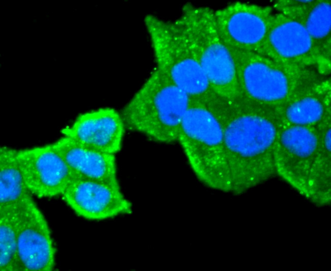 PRDX1 Antibody in Immunocytochemistry (ICC/IF)