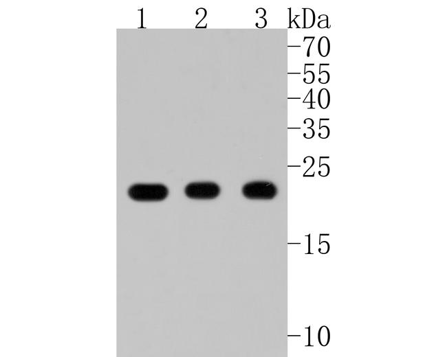 PRDX1 Antibody in Western Blot (WB)