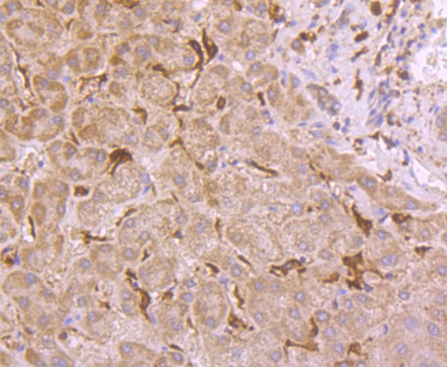 GPX1 Antibody in Immunohistochemistry (Paraffin) (IHC (P))