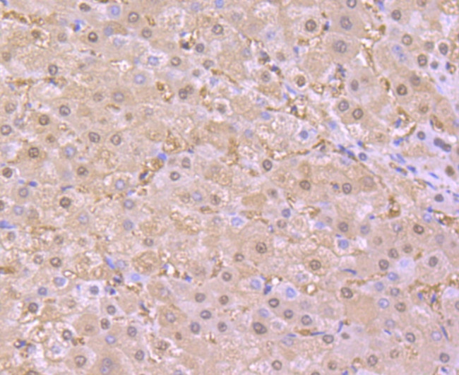 SOD1 Antibody in Immunohistochemistry (Paraffin) (IHC (P))