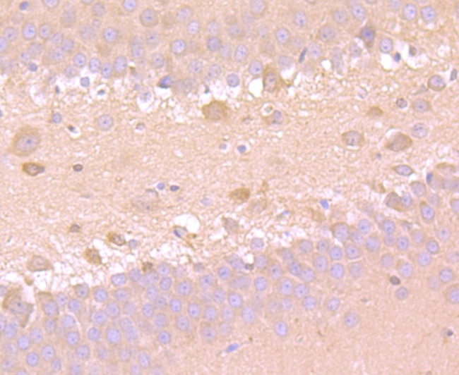 SOD1 Antibody in Immunohistochemistry (Paraffin) (IHC (P))