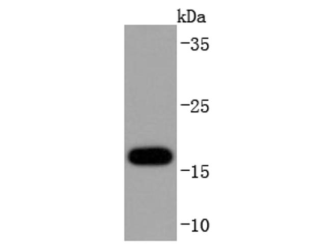 SOD1 Antibody in Western Blot (WB)