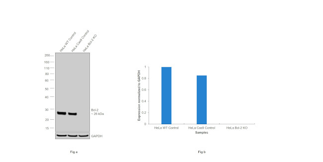 Bcl-2 Antibody