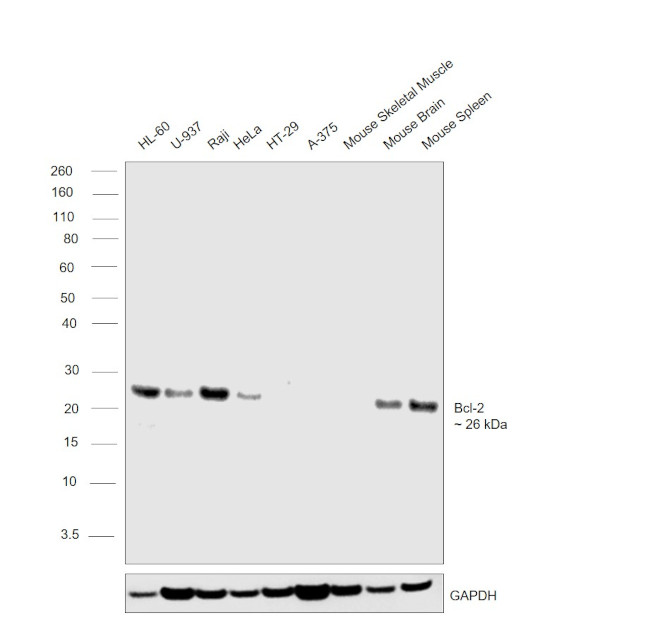 Bcl-2 Antibody in Western Blot (WB)