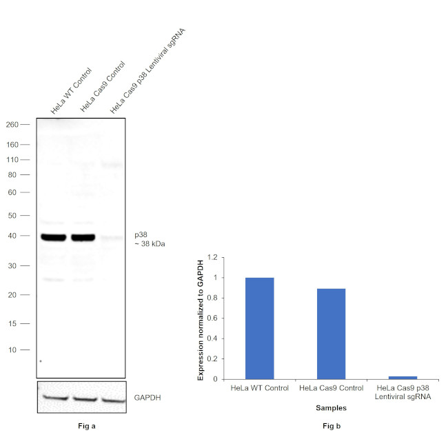 p38 MAPK Antibody