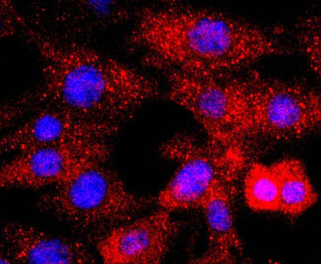 p38 MAPK Antibody in Immunocytochemistry (ICC/IF)