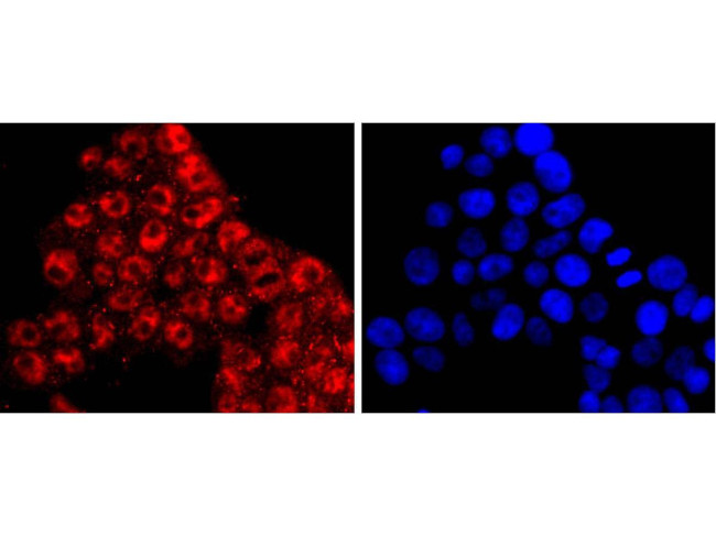 KLF4 Antibody in Immunocytochemistry (ICC/IF)