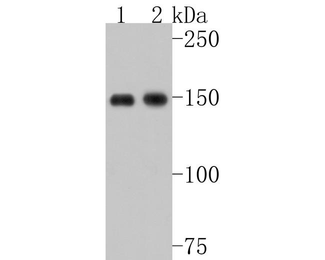 53BP2 Antibody in Western Blot (WB)