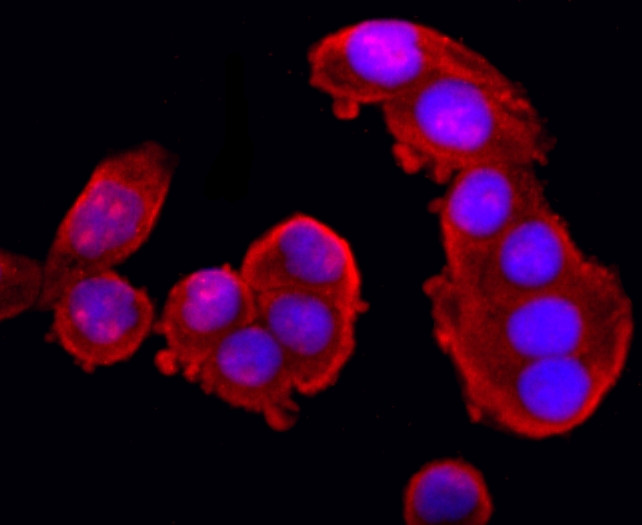 XBP1 Antibody in Immunocytochemistry (ICC/IF)