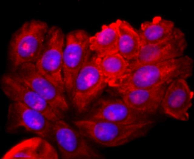 XBP1 Antibody in Immunocytochemistry (ICC/IF)