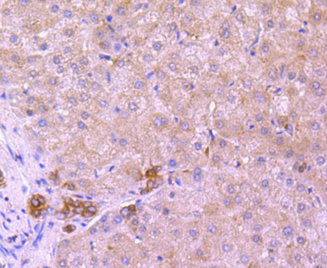 XBP1 Antibody in Immunohistochemistry (Paraffin) (IHC (P))