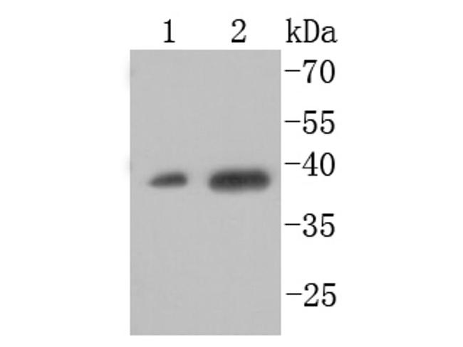 XBP1 Antibody in Western Blot (WB)