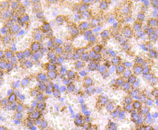 Catalase Antibody in Immunohistochemistry (Paraffin) (IHC (P))