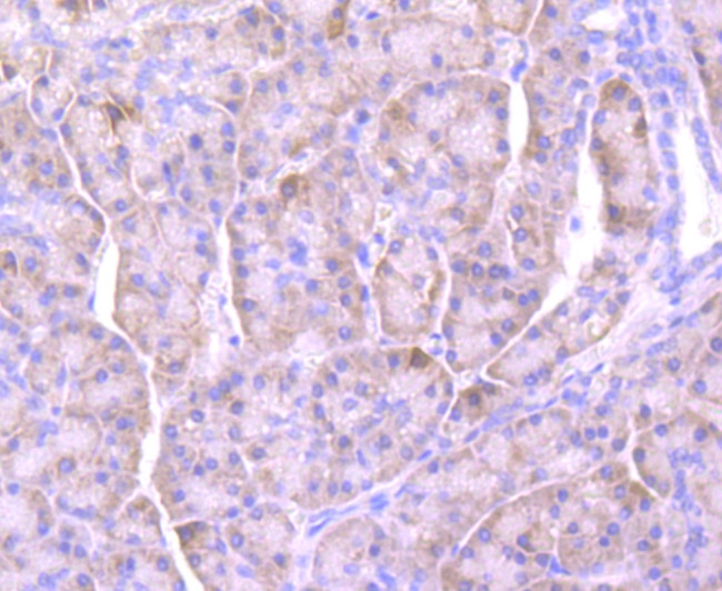 NGAL Antibody in Immunohistochemistry (Paraffin) (IHC (P))