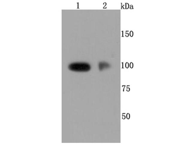 P-Selectin Antibody in Western Blot (WB)