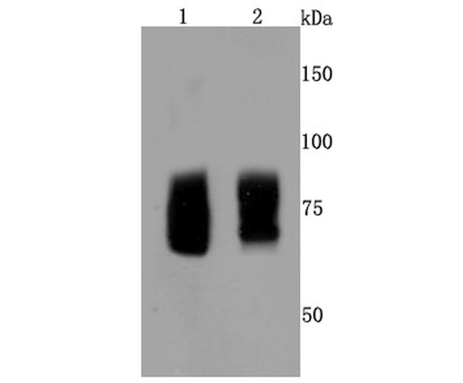 FMRP Antibody in Western Blot (WB)