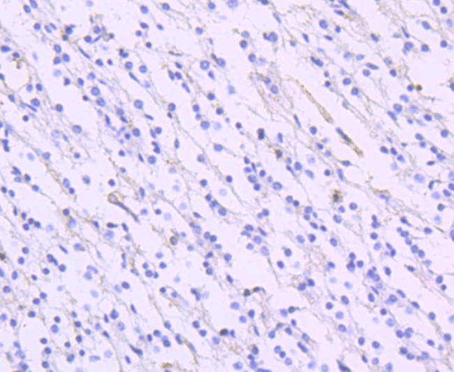 GLAST Antibody in Immunohistochemistry (Paraffin) (IHC (P))