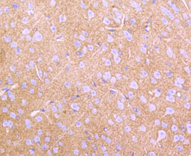 GLAST Antibody in Immunohistochemistry (Paraffin) (IHC (P))