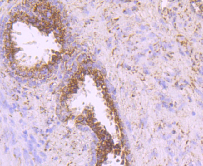 IDH2 Antibody in Immunohistochemistry (Paraffin) (IHC (P))