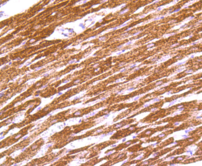 IDH2 Antibody in Immunohistochemistry (Paraffin) (IHC (P))