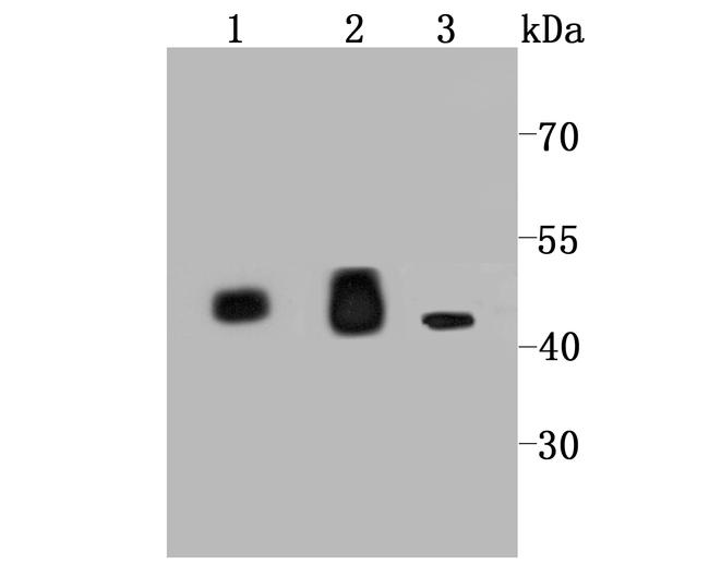 IDH2 Antibody in Western Blot (WB)