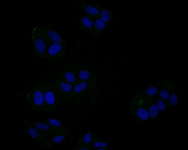 JAK3 Antibody in Immunocytochemistry (ICC/IF)