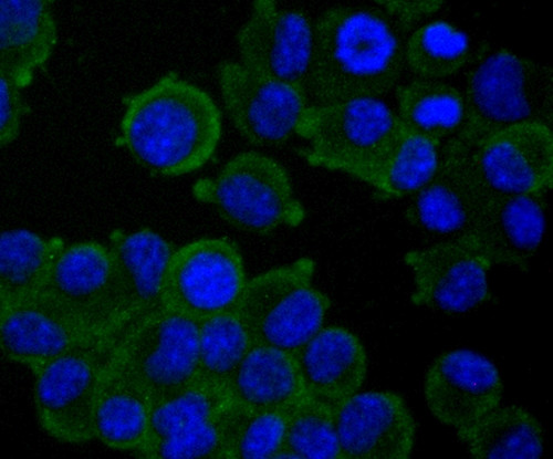 TAK1 Antibody in Immunocytochemistry (ICC/IF)