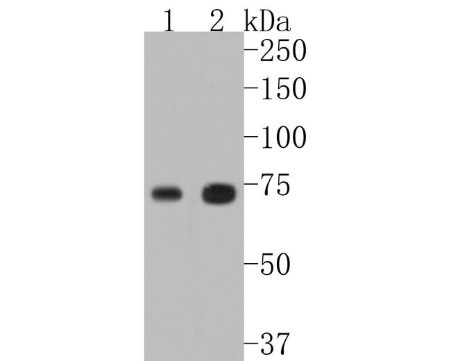 TAK1 Antibody in Western Blot (WB)