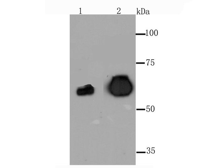 Placental Alkaline Phosphatase Antibody in Western Blot (WB)